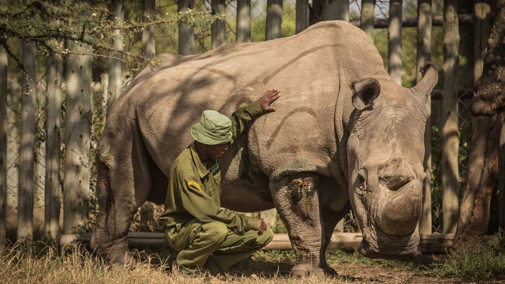Rhino Tracking Experience