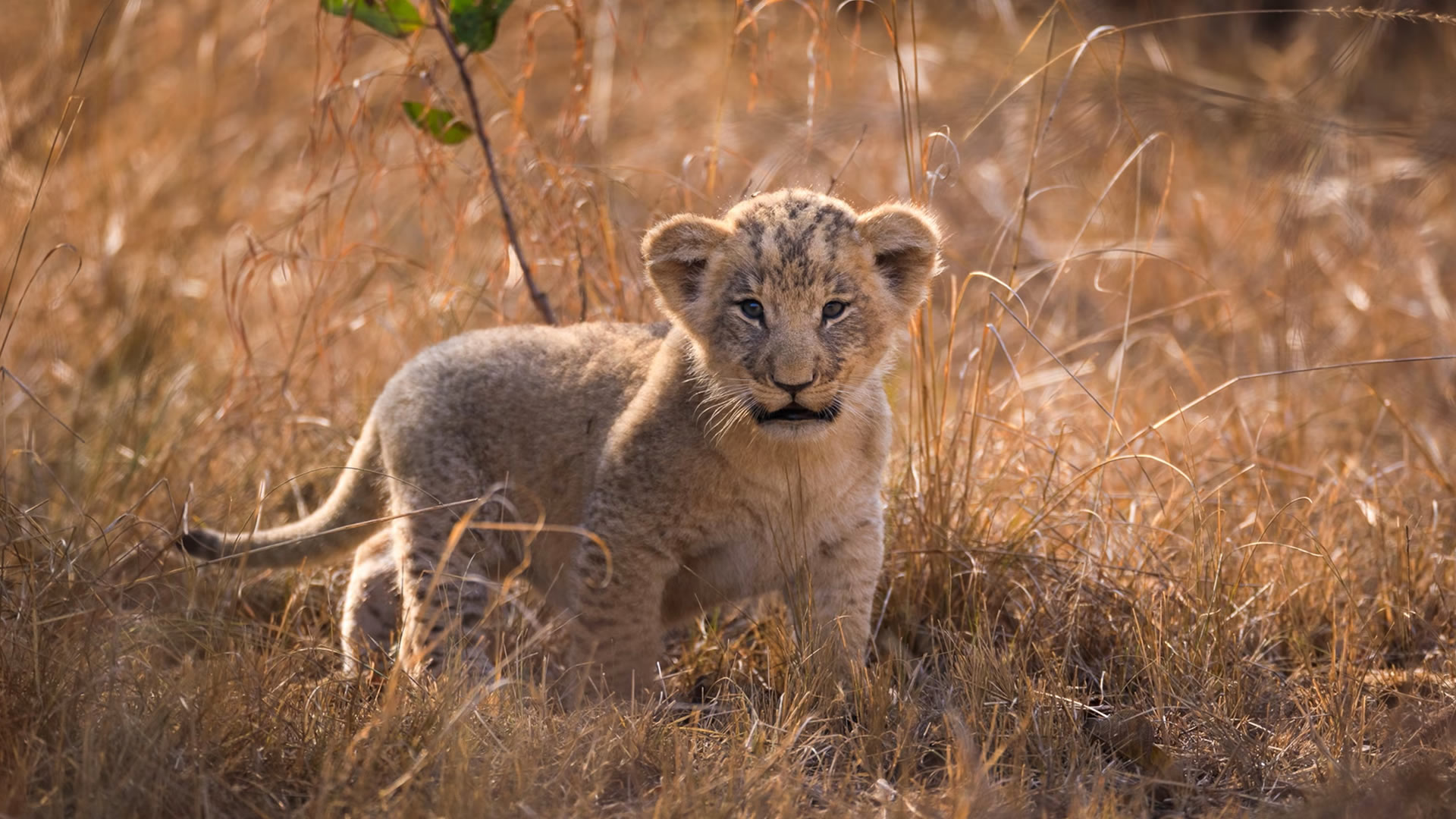 Akagera National Park