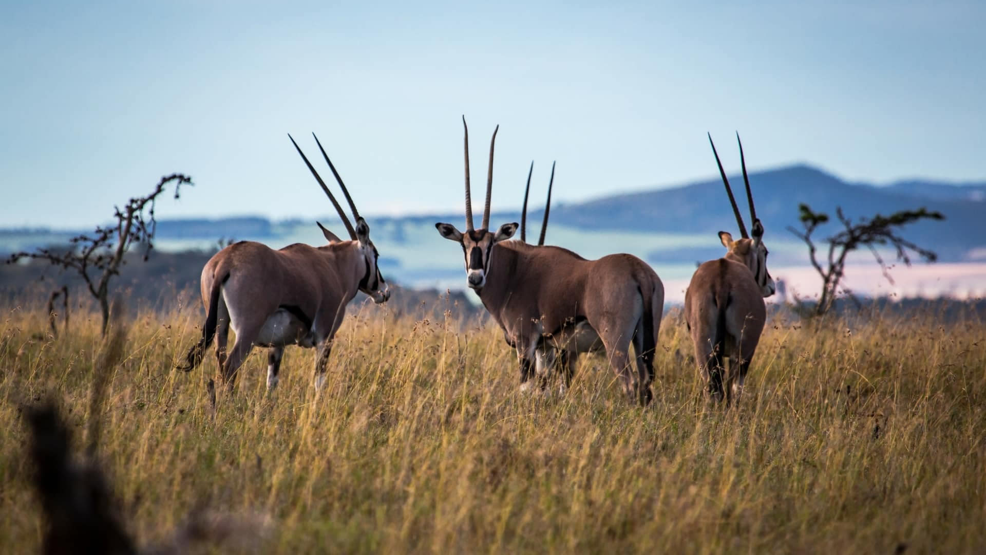 Borana Wildlife Conservancy