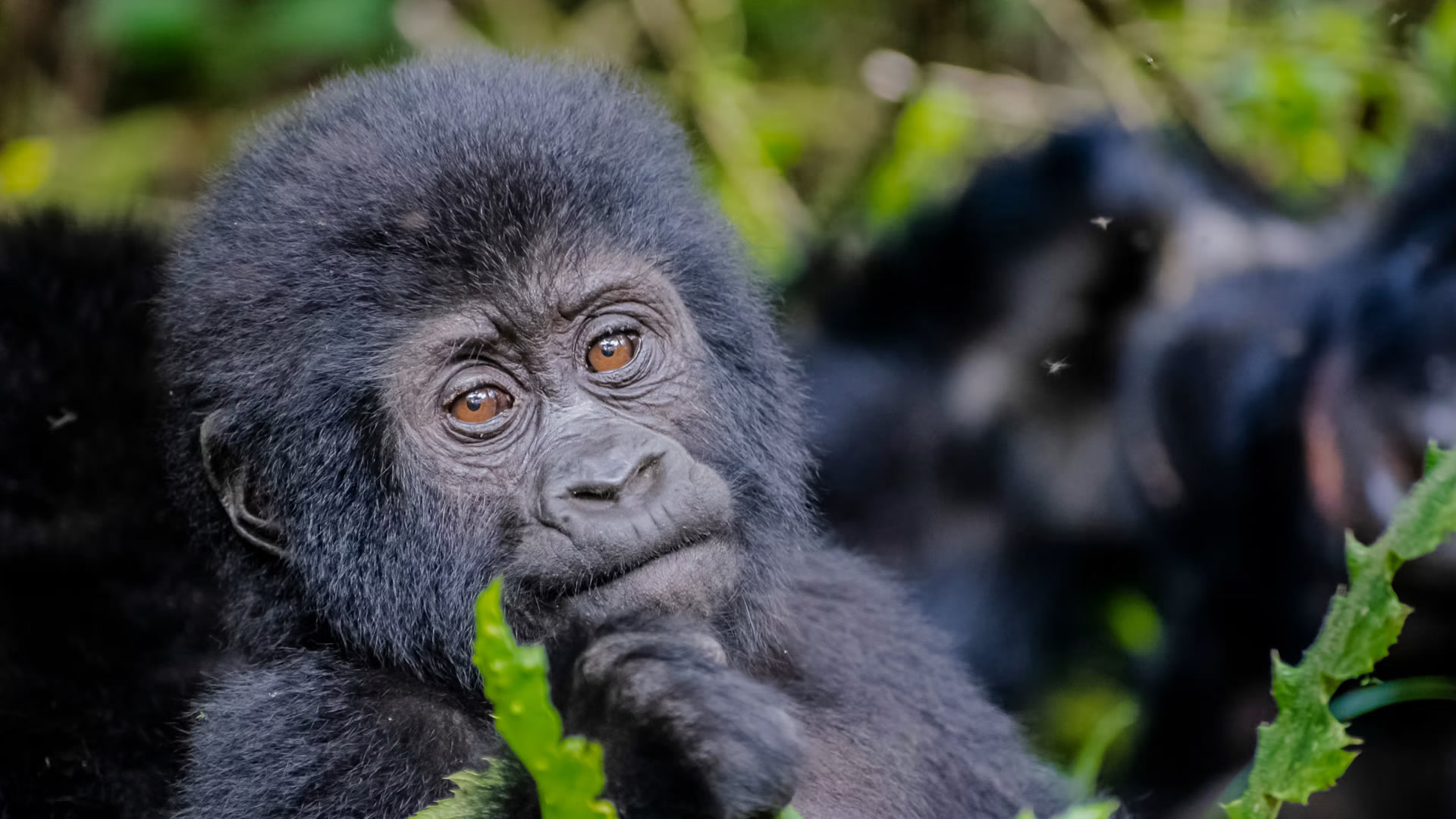 Bwindi National Park Bwindi National Park
