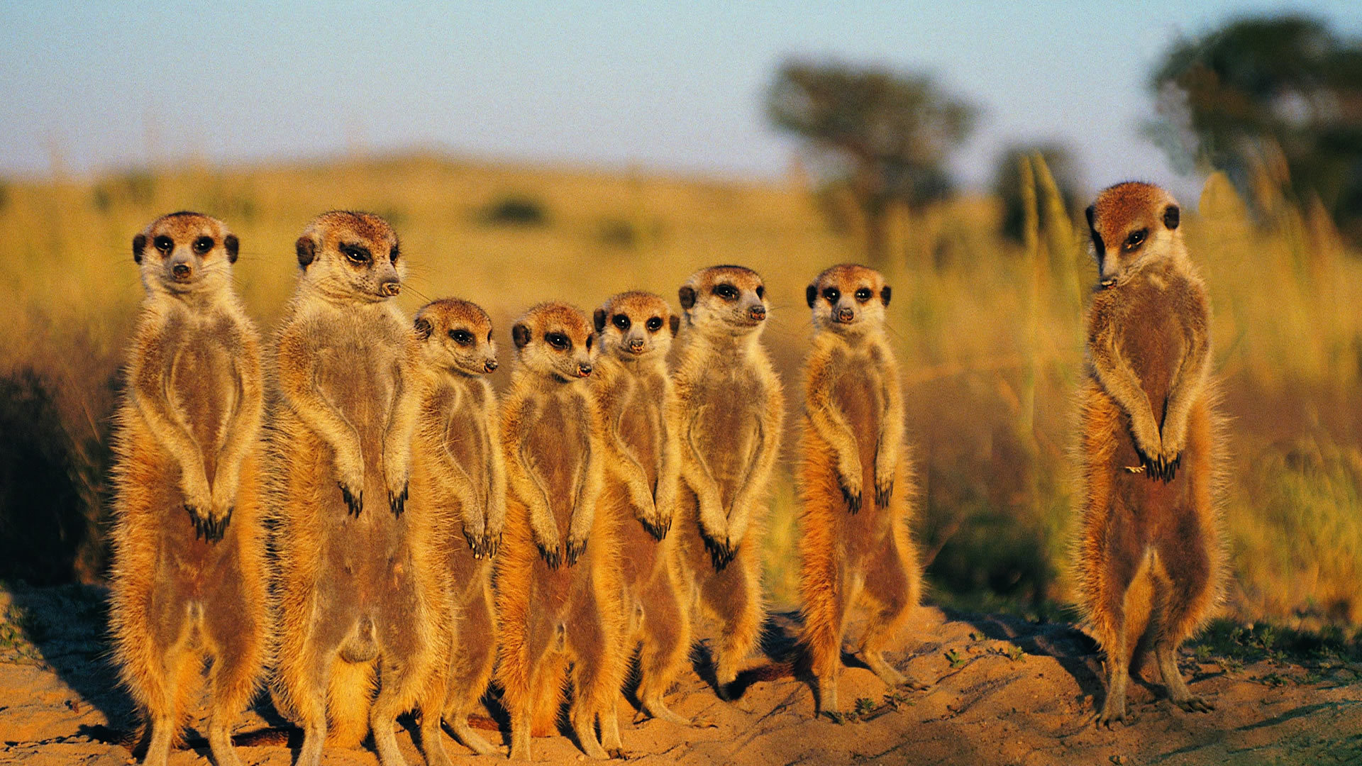 Central Kalahari Game Reserve