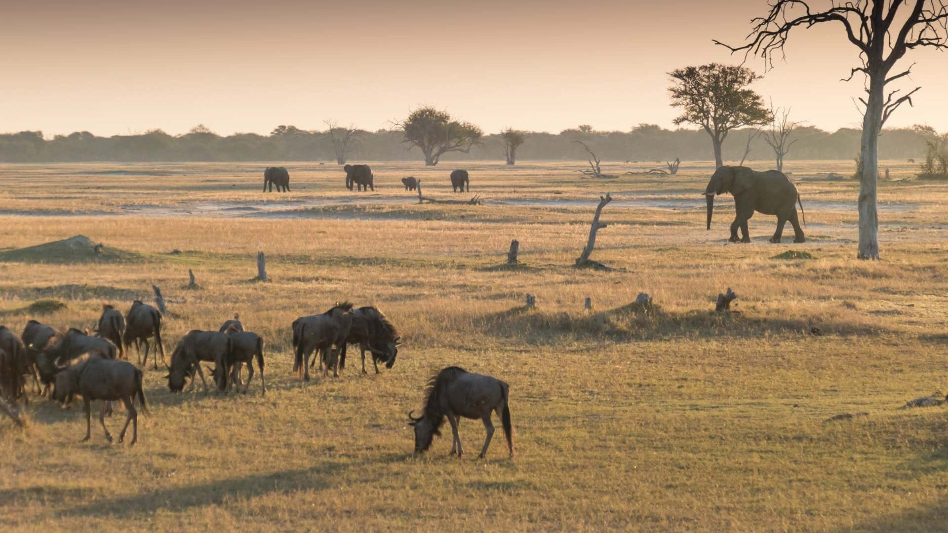 Hwange National Park