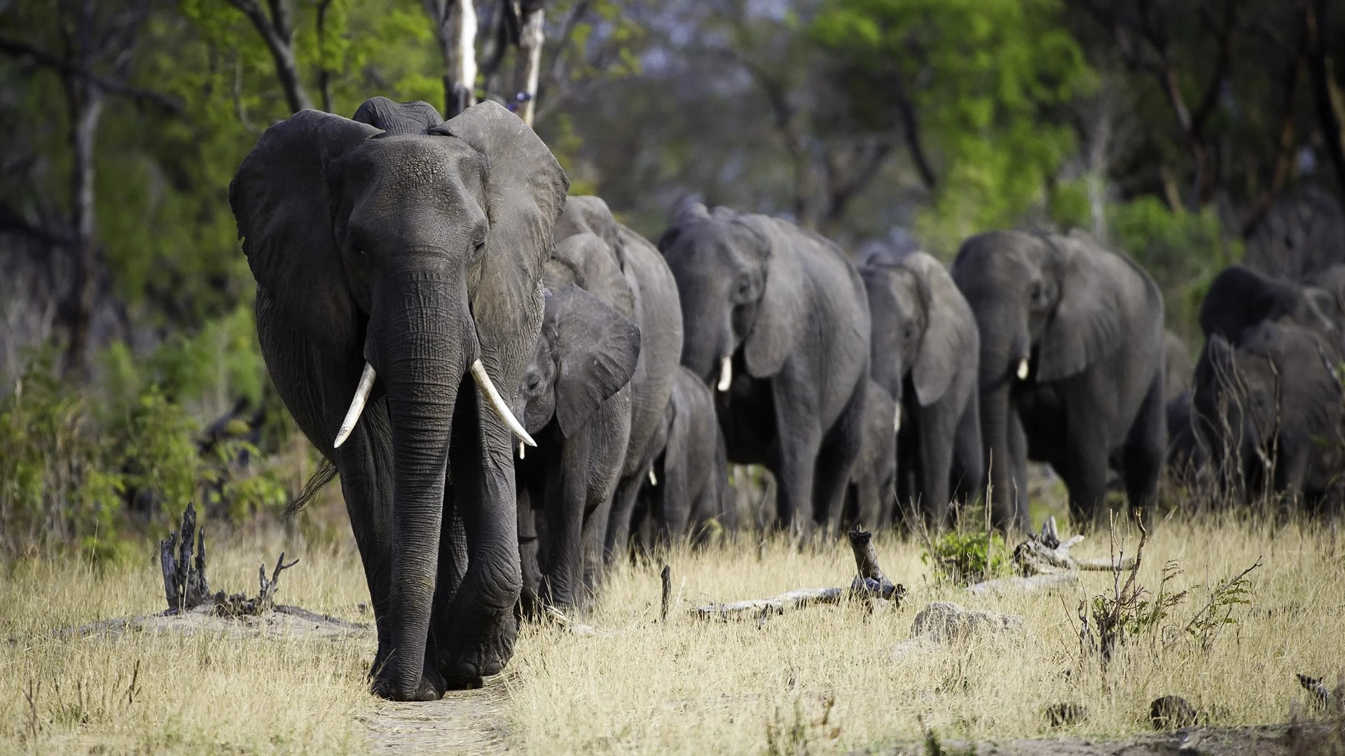 Hwange National Park