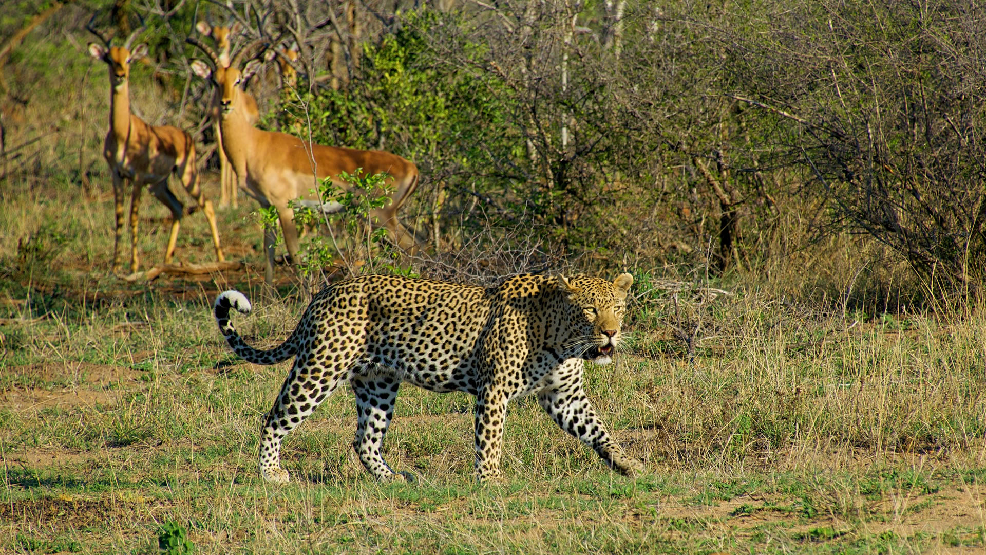 Kruger National Park