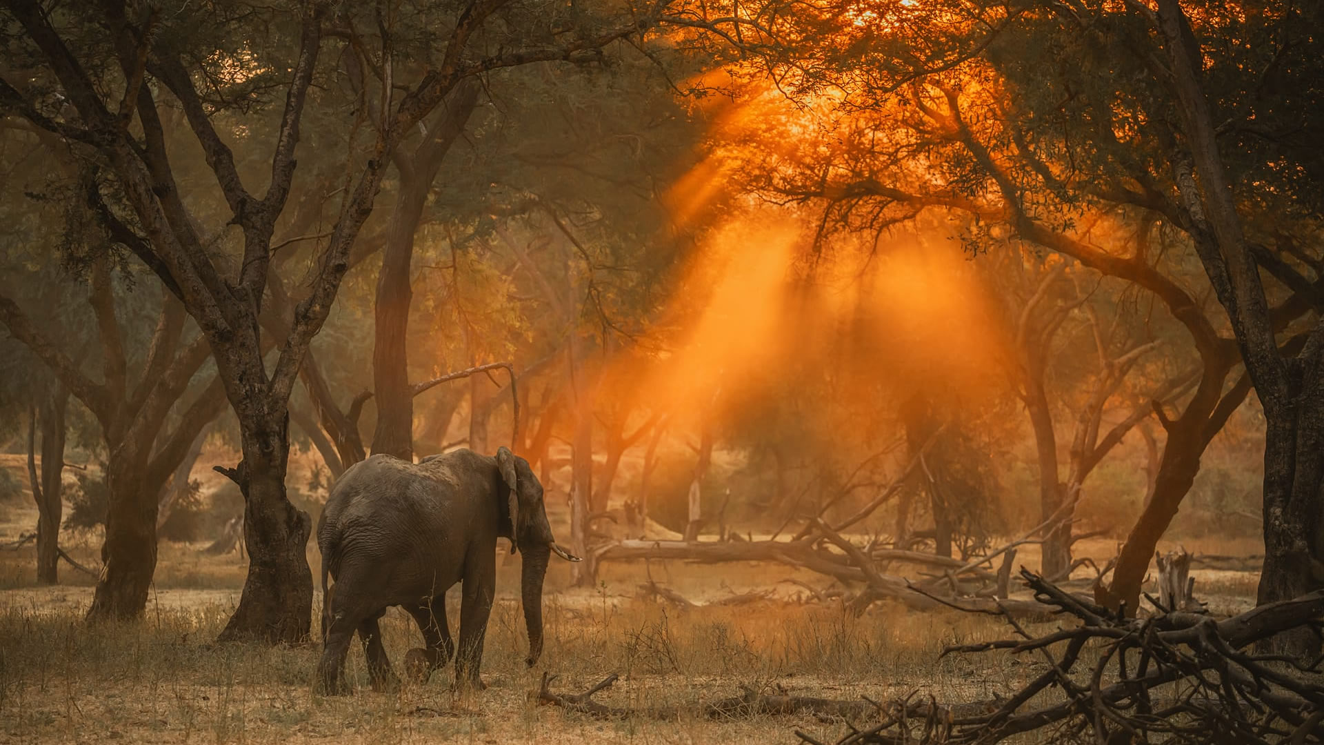 Lower Zambezi National Park