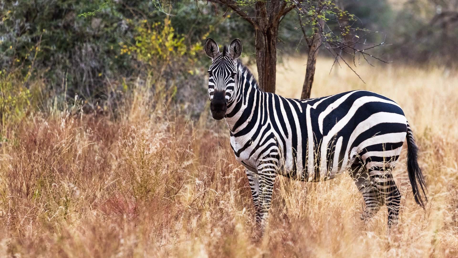 Meru National Park