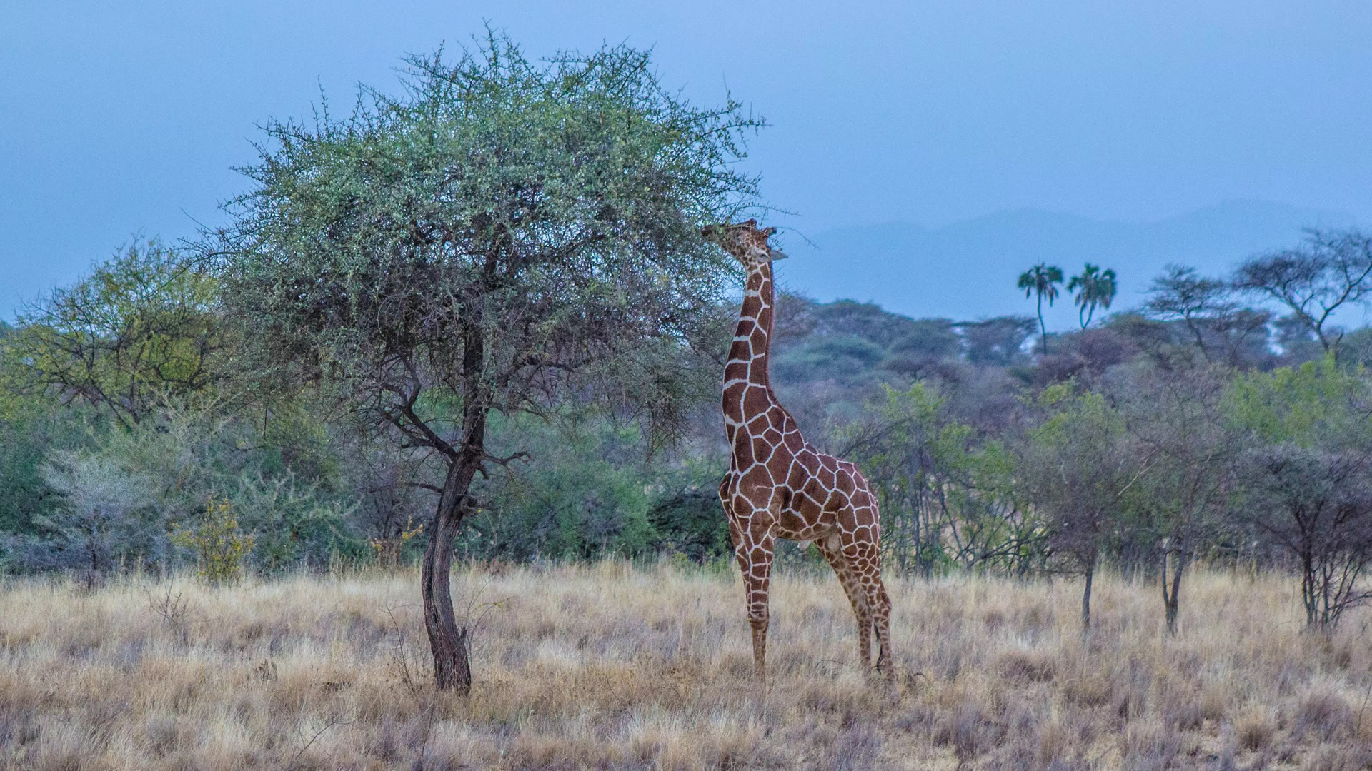 Meru National Park