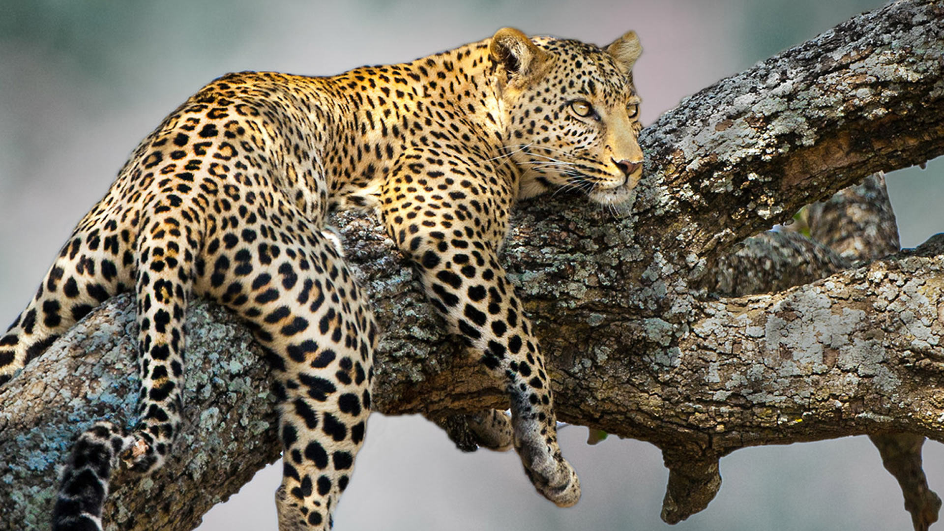 Meru National Park