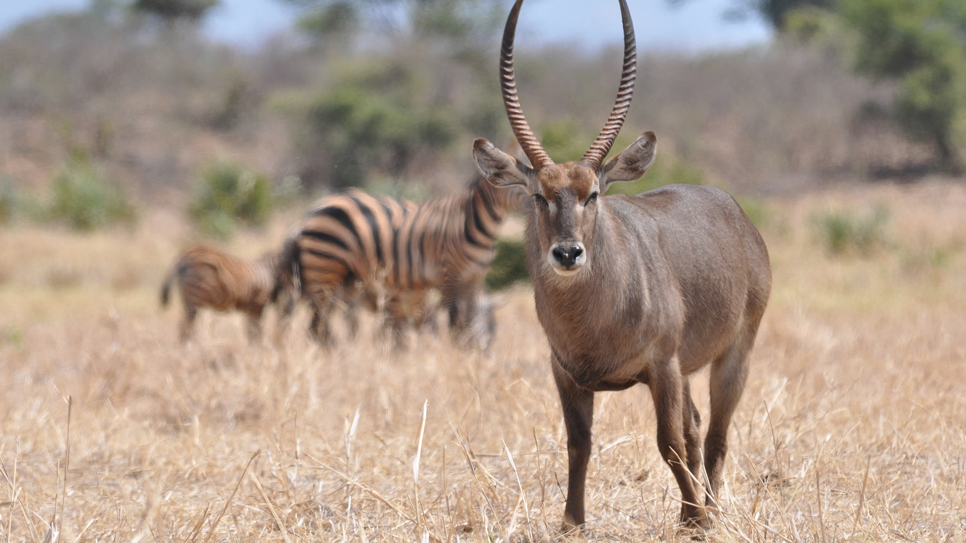 Meru National Park