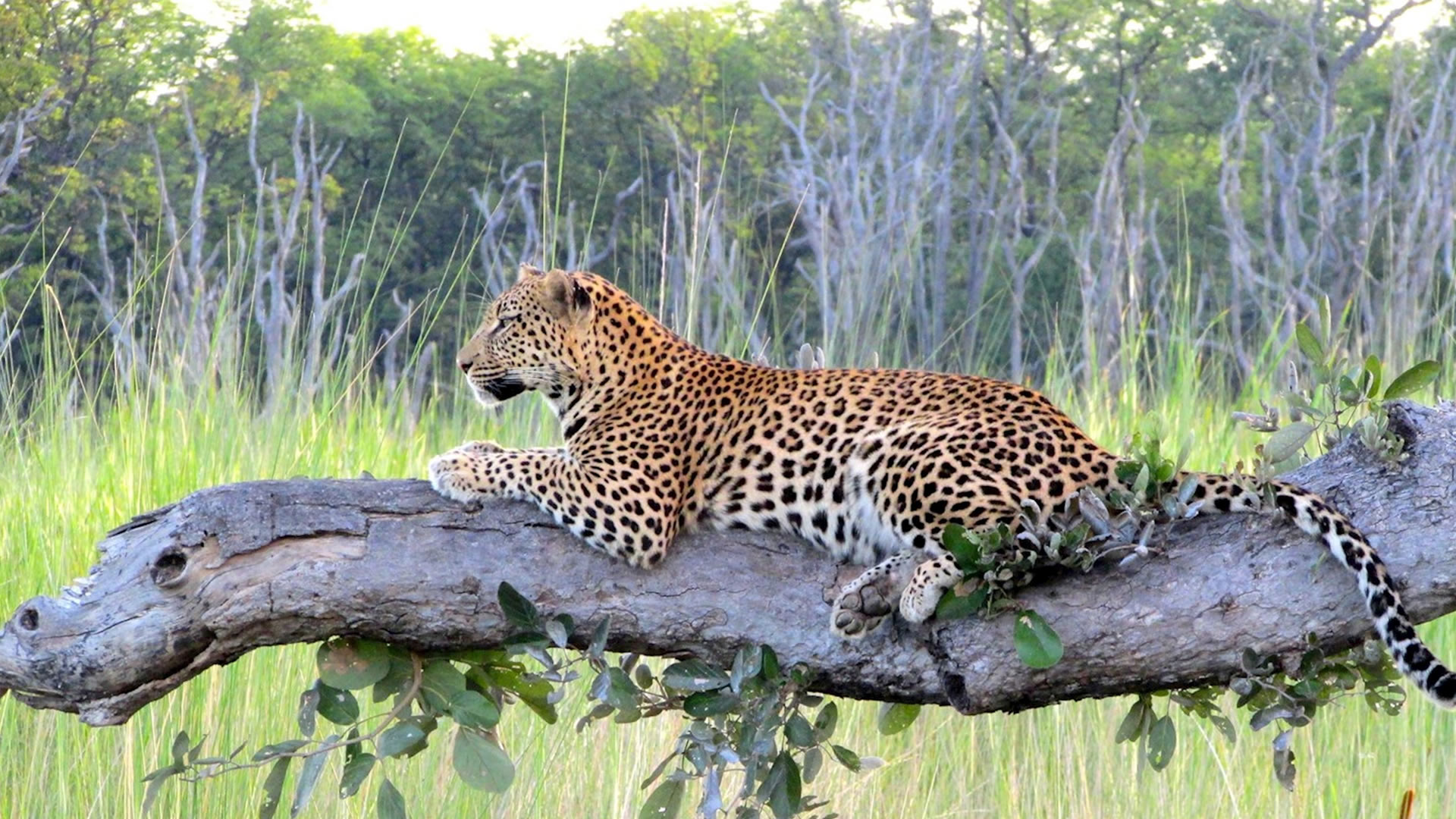 Moremi Game Reserve