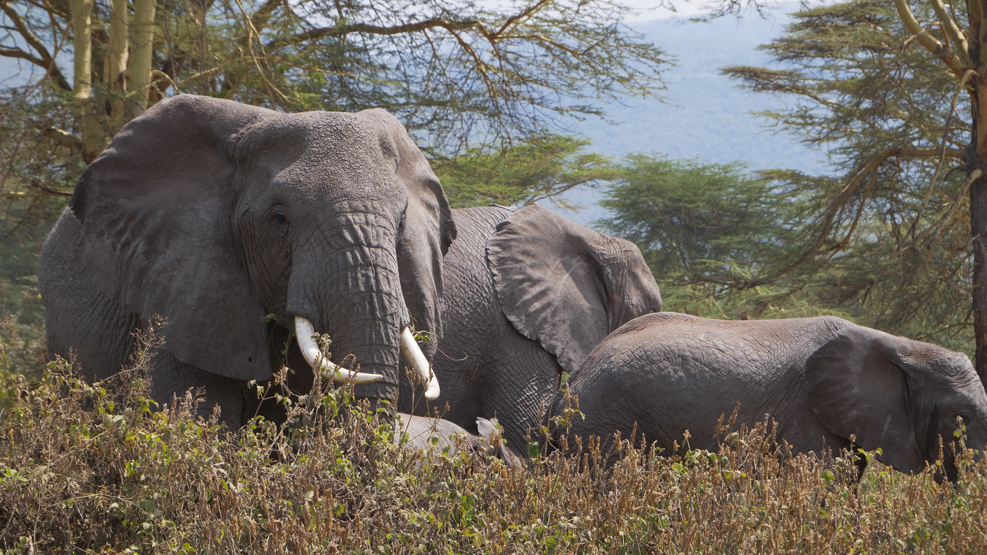 Ngorongoro Conservation area