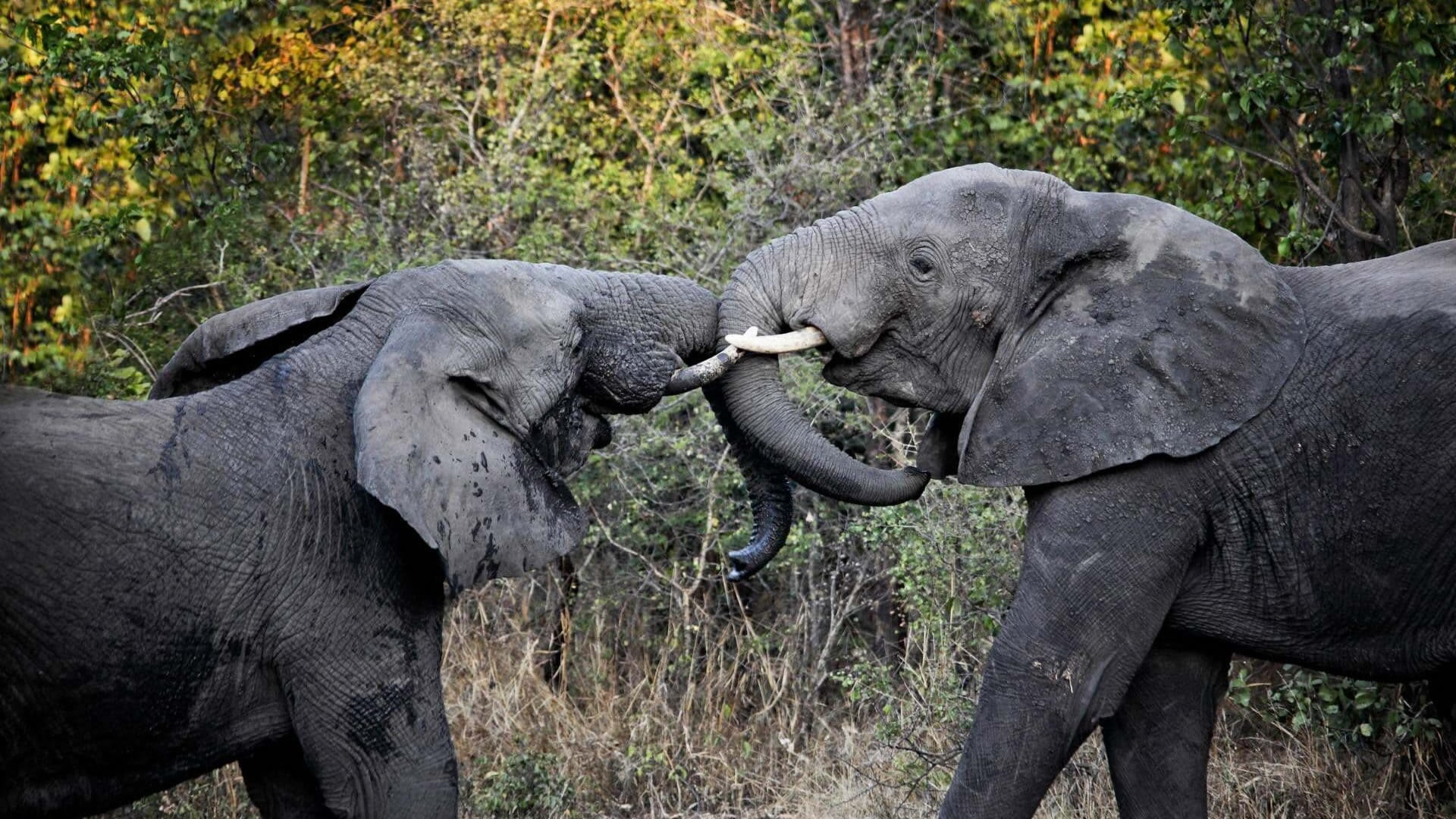 North Luangwa National Park