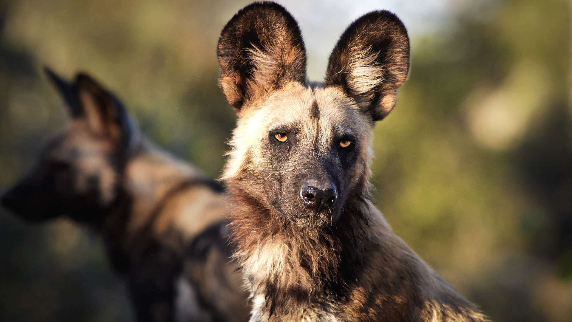 Nyerere National Park