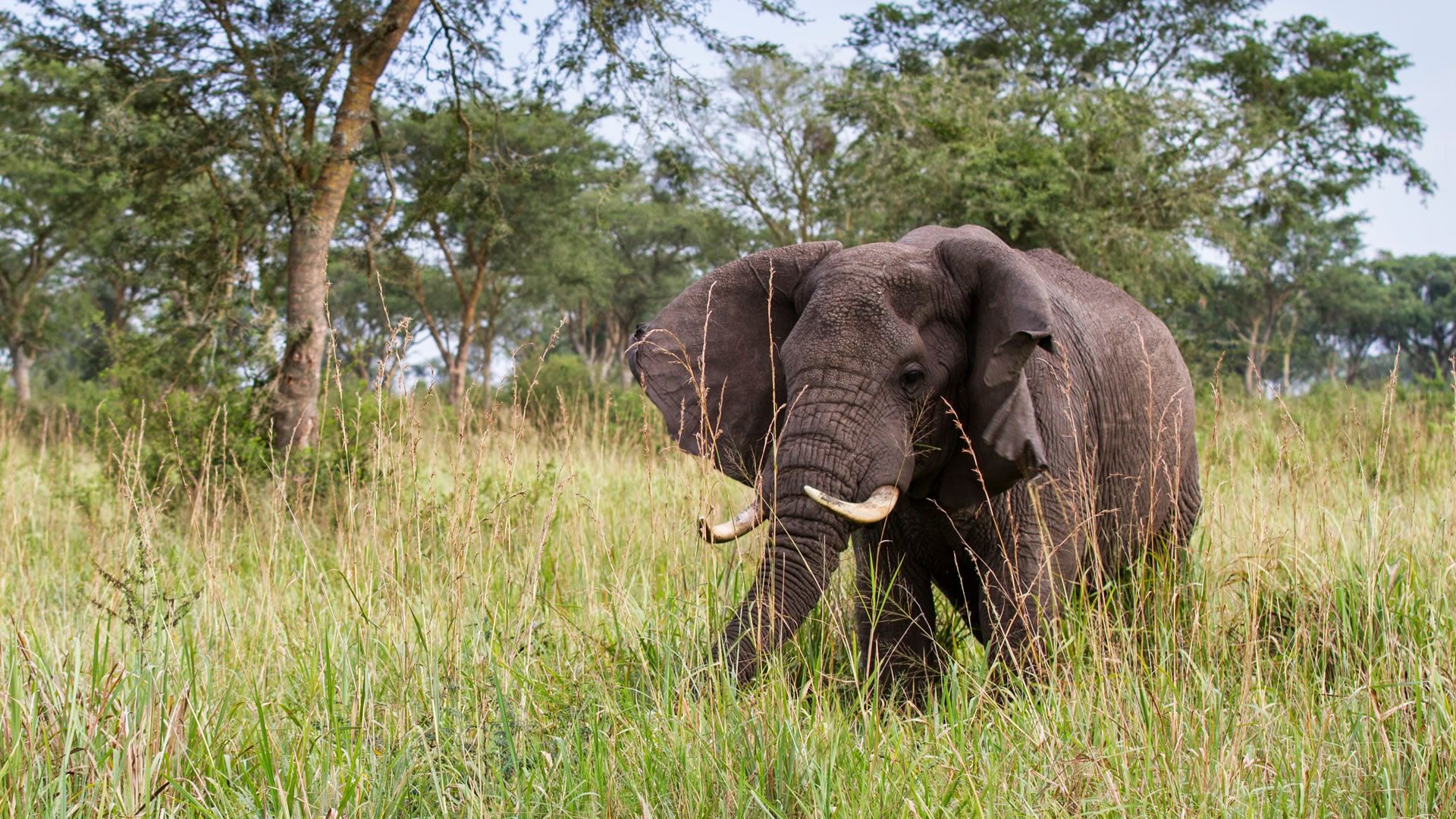 Queen Elizabeth National Park