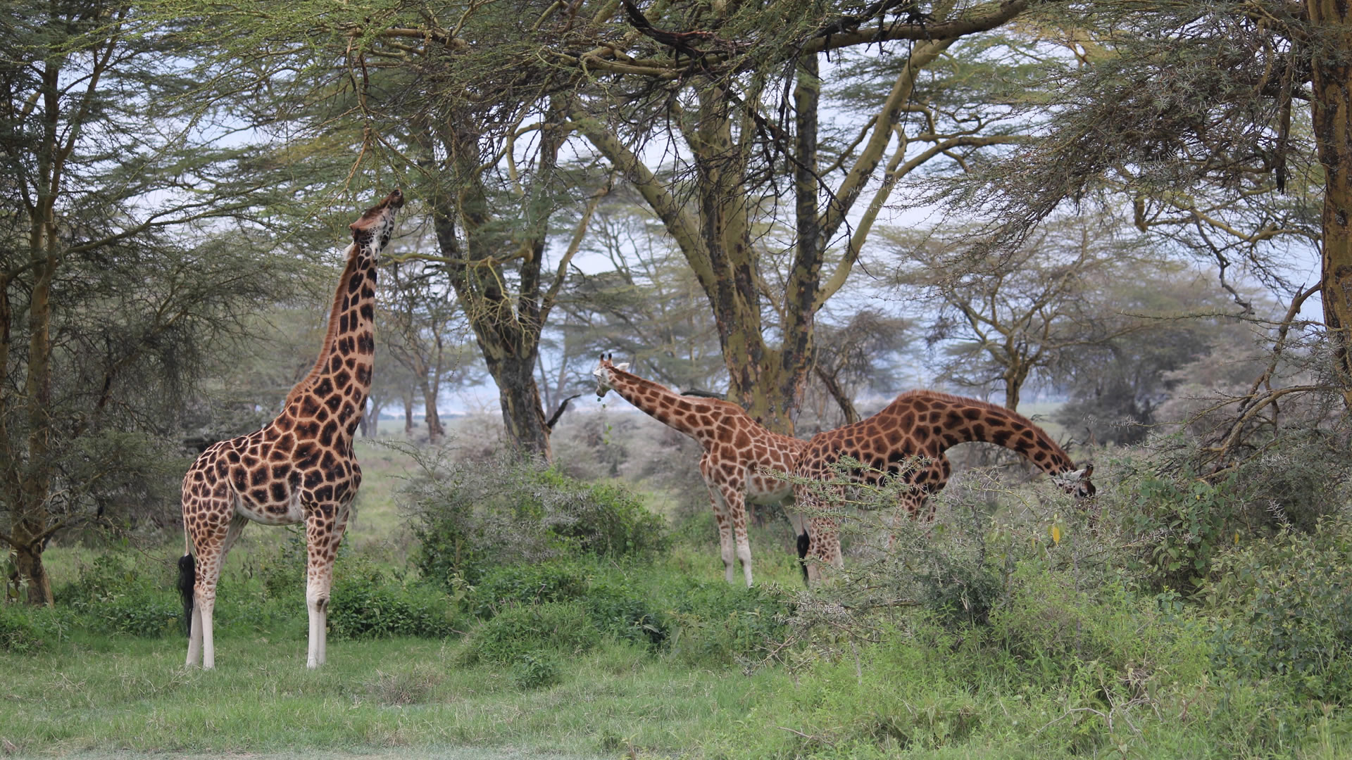 Queen Elizabeth National Park