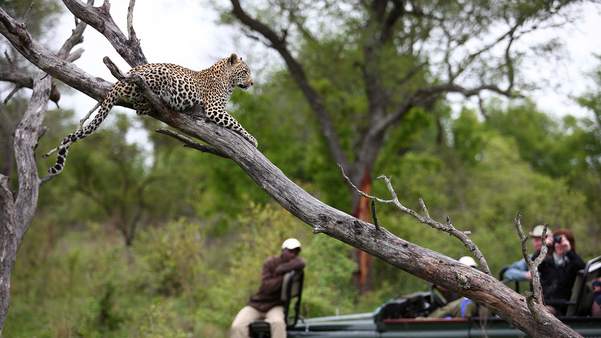 Phinda Sabi Sand Nature Reserve Sabi Sand Nature Reserve