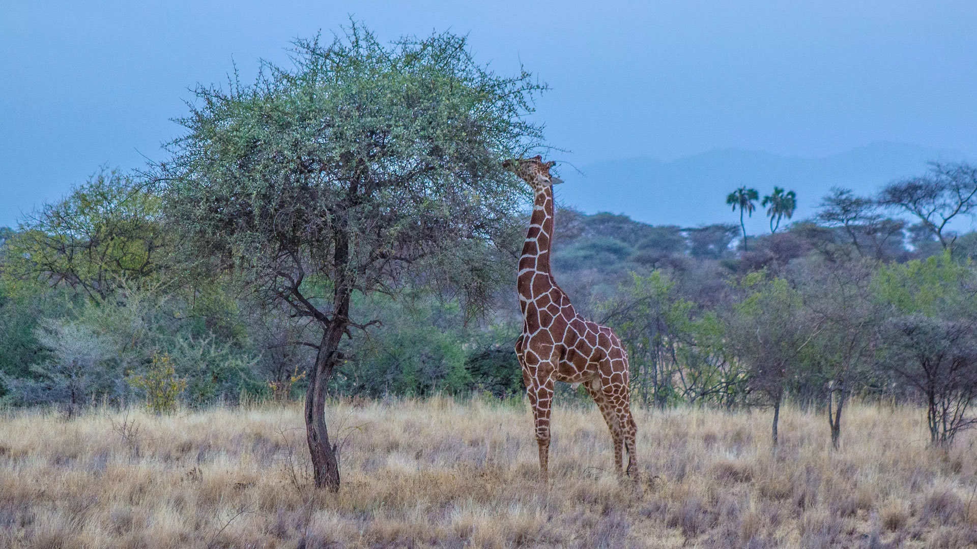 Samburu Game Reserve