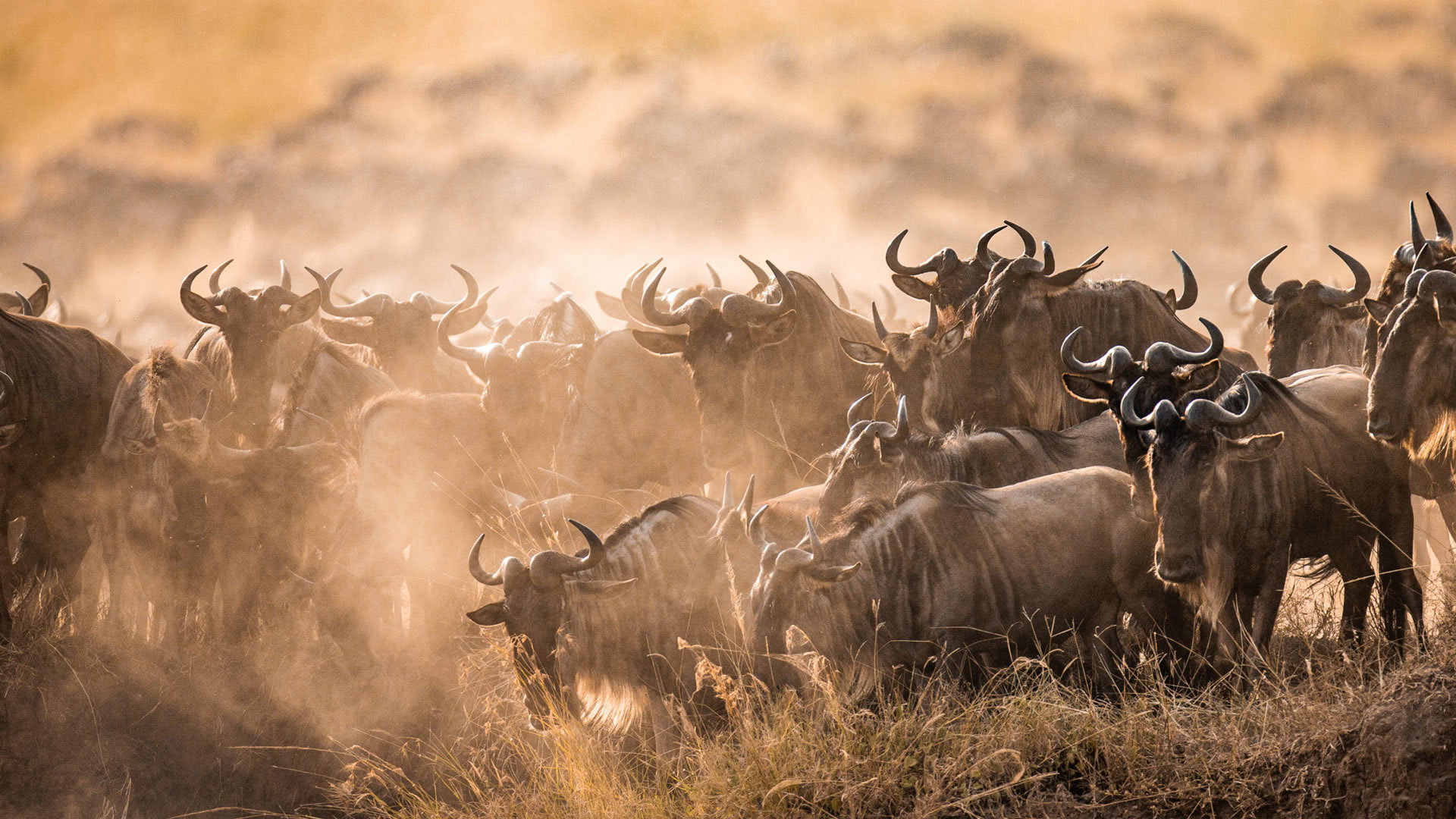 14 Days East Africa Savannahs & Woodlands